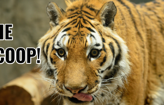 The Scoop for April 2, 2020 The Scoop for April 2, 2020