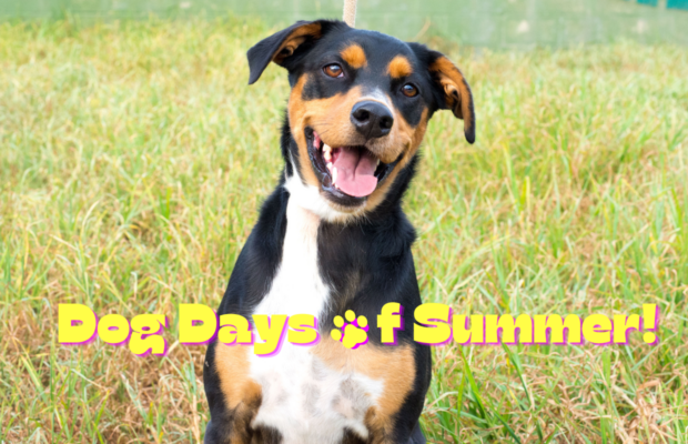Dog Days of Summer Dog Days of Summer