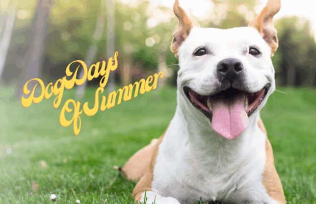 The Dog Days of Summer!